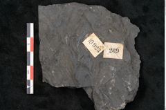 Foto (Detailansicht) von Callipteris sp.  (NHMW-GEO-2024-0188-10923)